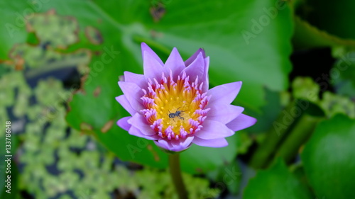 purple lotus and bee