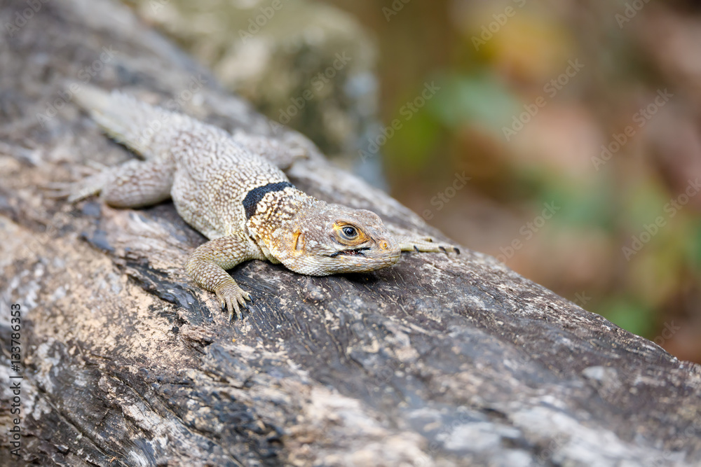 common small collared iguanid lizard, madagascar common small collared iguanid lizard, madagascar