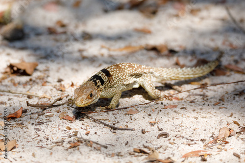 common small collared iguanid lizard, madagascar photo