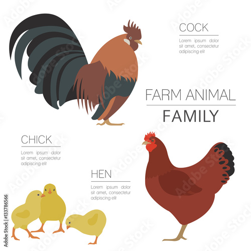 Poultry farming. Chicken family isolated on white. Flat design
