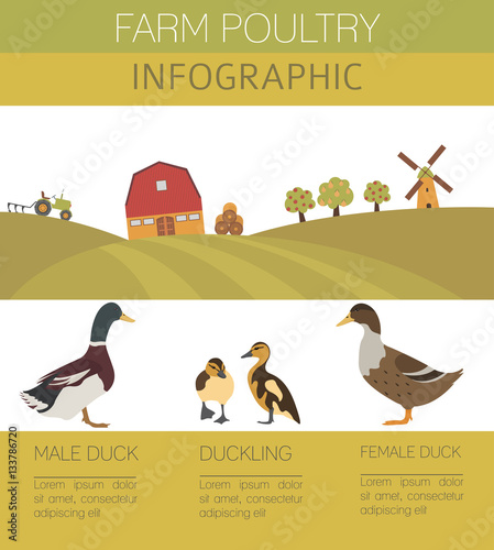 Poultry farming. Duck family isolated on white. Flat design.