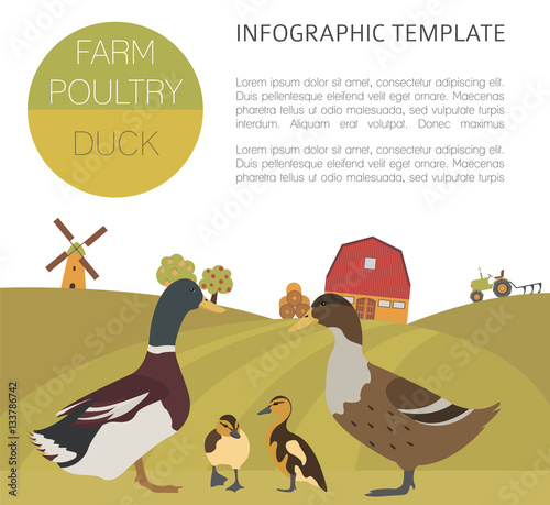 Poultry farming. Duck family isolated on white. Flat design.