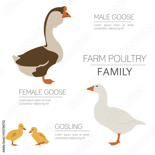 Poultry farming. Goose family isolated on white. Flat design
