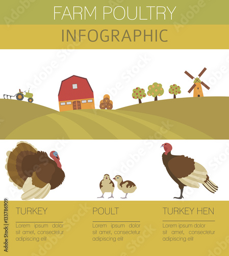 Poultry farming. Turkey family isolated on white. Flat design