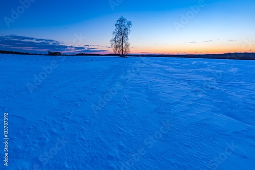 Beautiful winter field landscape with lonely birch tree © milosz_g