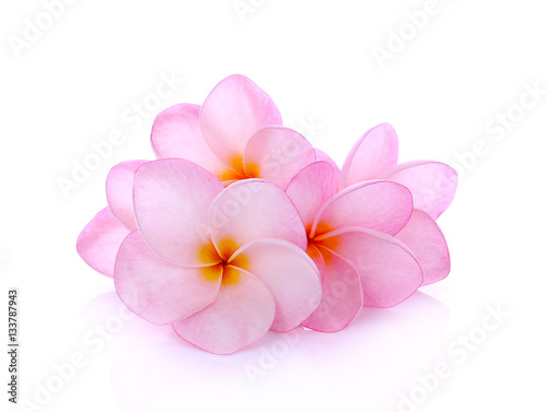 colorful plumeria flower isolated on white background