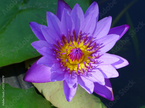 Purple lotus   purple water lily 
