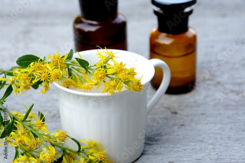 Goldrute, Solidago, Heilpflanze, Naturheilmittel photo