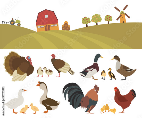 Poultry farming. Chicken, turkey, duck, goose family isolated on