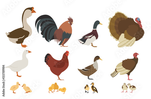 Poultry farming. Chicken, turkey, duck, goose family isolated on