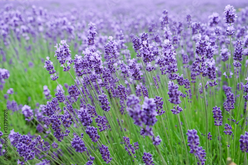 Closeup image of purple lavender flowers in the field