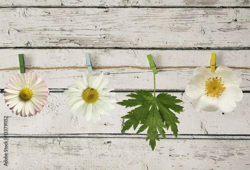 White flowers and leaf on the rope with a clothespin on a wooden