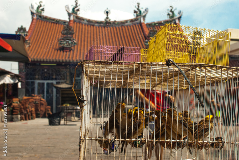 Yellow birds in front of a temple