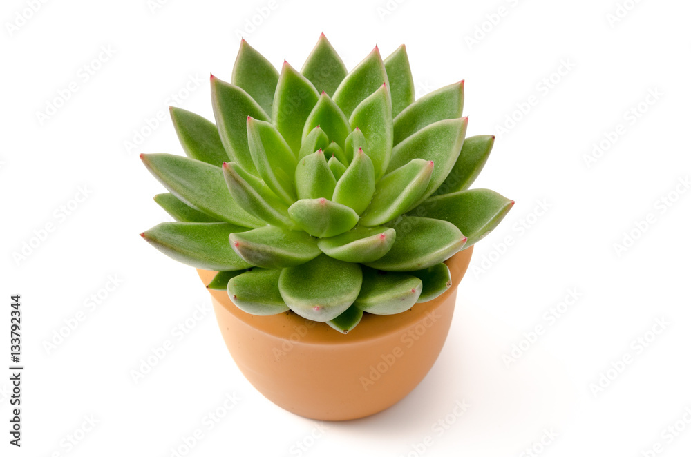 Echeveria agavoides Echeveria agavoides