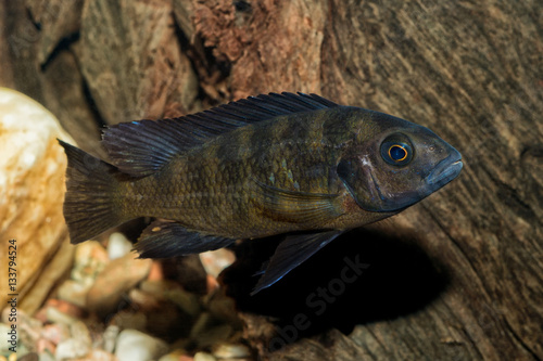 Portrait of cichlid fish  Pseudotropheus crabro 