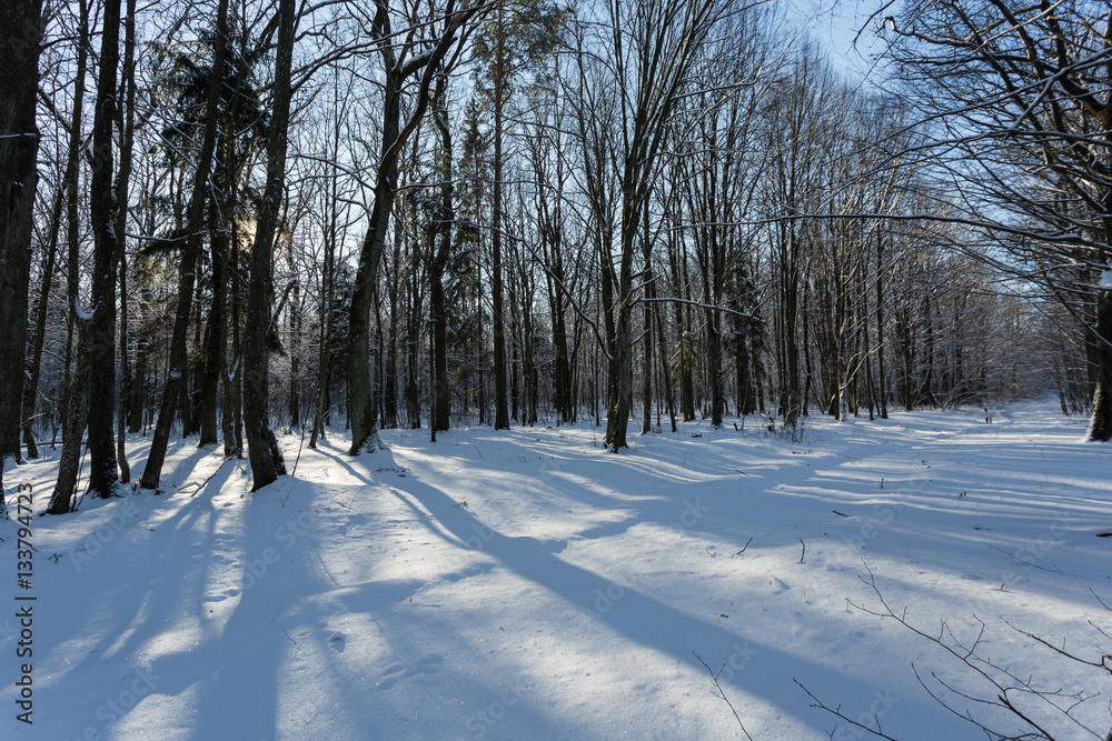 View of beautiful winter birch wood