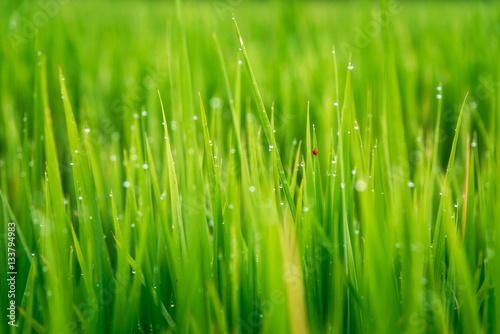 Selective soft focus of lady bug on the rice leaf with morning dew