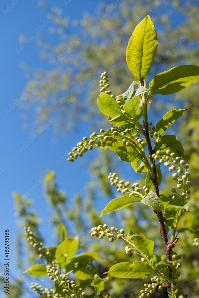 Close-up green bird-cherry branch with unopened buds in spring. Close-up green bird-cherry branch with unopened buds in spring.