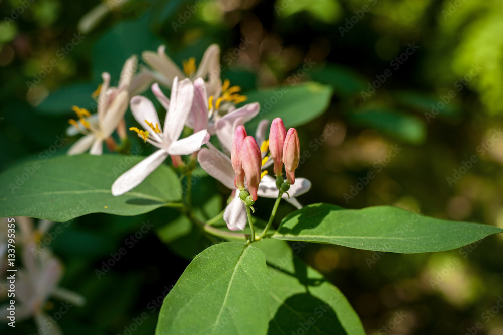 Unblown buds, leaves and flowers of bush in spring. Unblown buds, leaves and flowers of bush in spring.