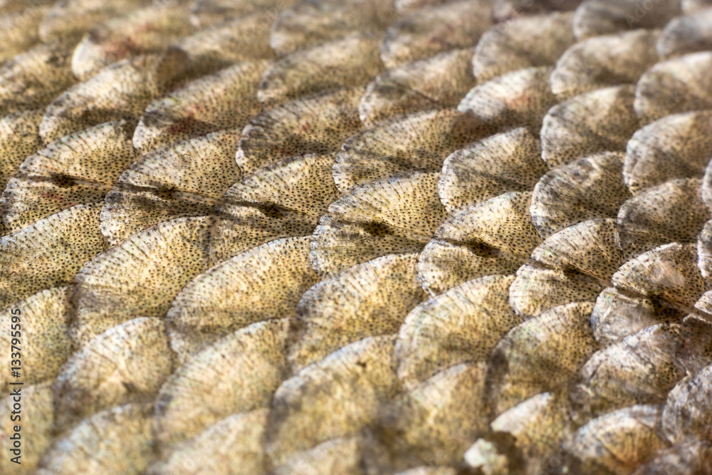 Scales and lateral line of bream Scales and lateral line of bream