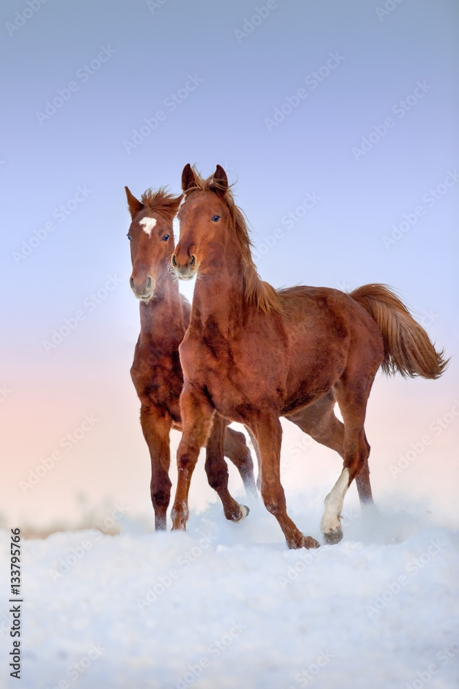 Fototapeta premium Two red horse run gallop in snow field at sunset