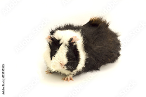 colored guinea pig on a white background