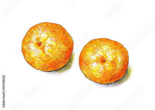 Tangerines fruits are isolated on a white background. Сolor sketch felt-tip pens. Tropical fruit. Healthy food. Handwork. Fast schematical drawing photo