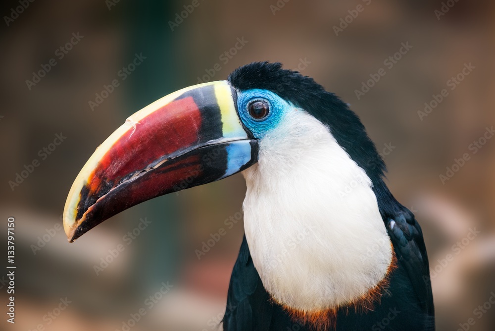 Obraz premium A white-throated toucan (Ramphastos tucanus) close up in a zoo