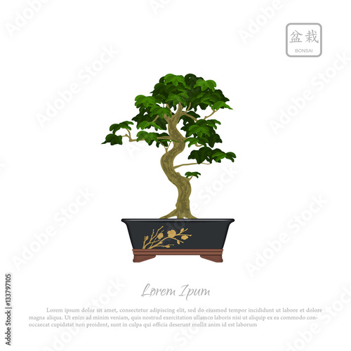 Bonsai tree in pot on white background