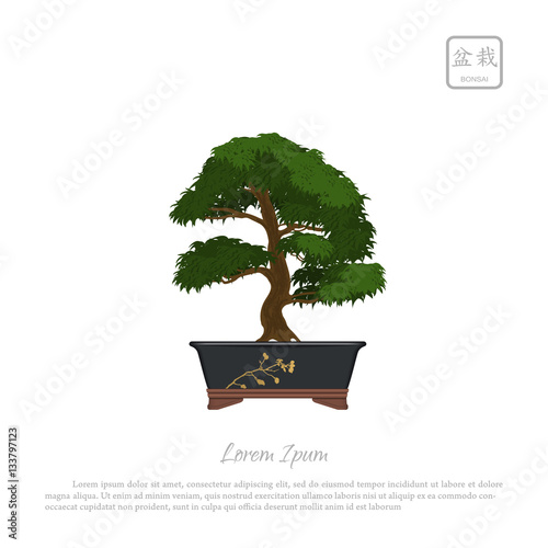 Bonsai tree in pot on white background.