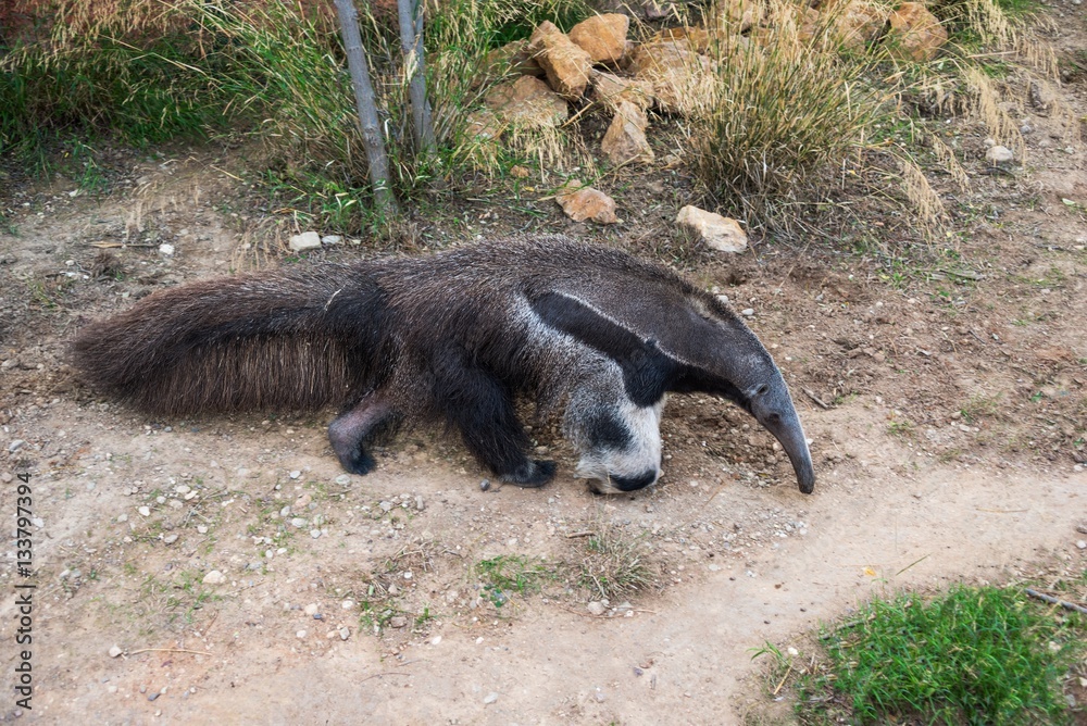 A giant anteater (Myrmecophaga tridactyla) walking on a trail Stock