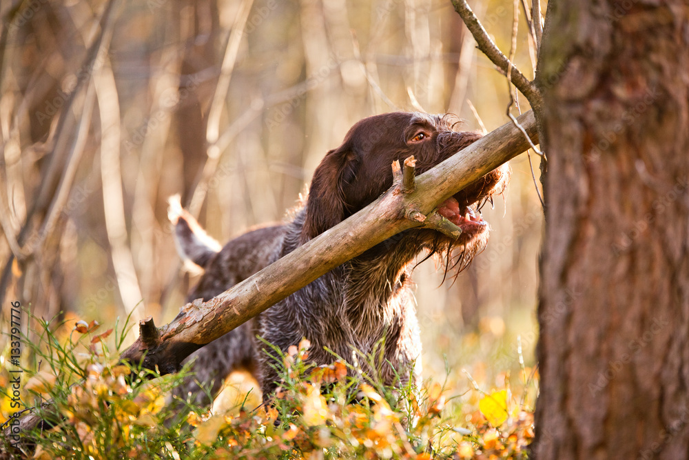 Dog chews on a stick drathaar in the autumn forest