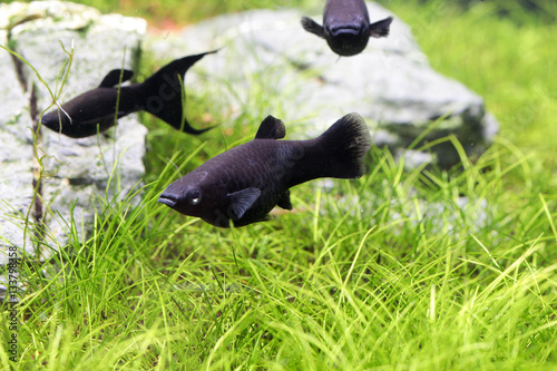 Black molly