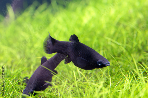 Black molly