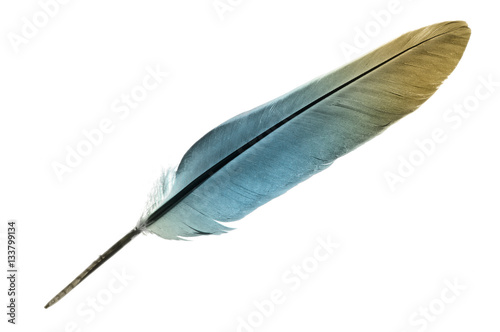 Fényképezés Single feather in turquoise isolated on a white background