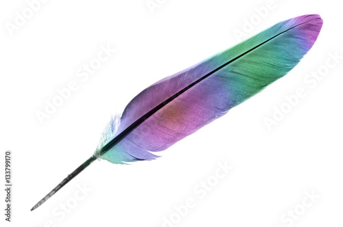 Single feather in rainbow colours isolated on a white background