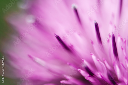 Photography Closeup of a milk thistle flower