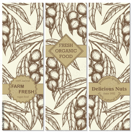 Banner set of vintage handdrawn macadamia backgrounds. Macadamia nut branch. Hand drawn engraved vector illustration