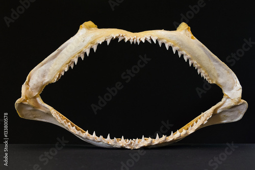 mandibole di squalo