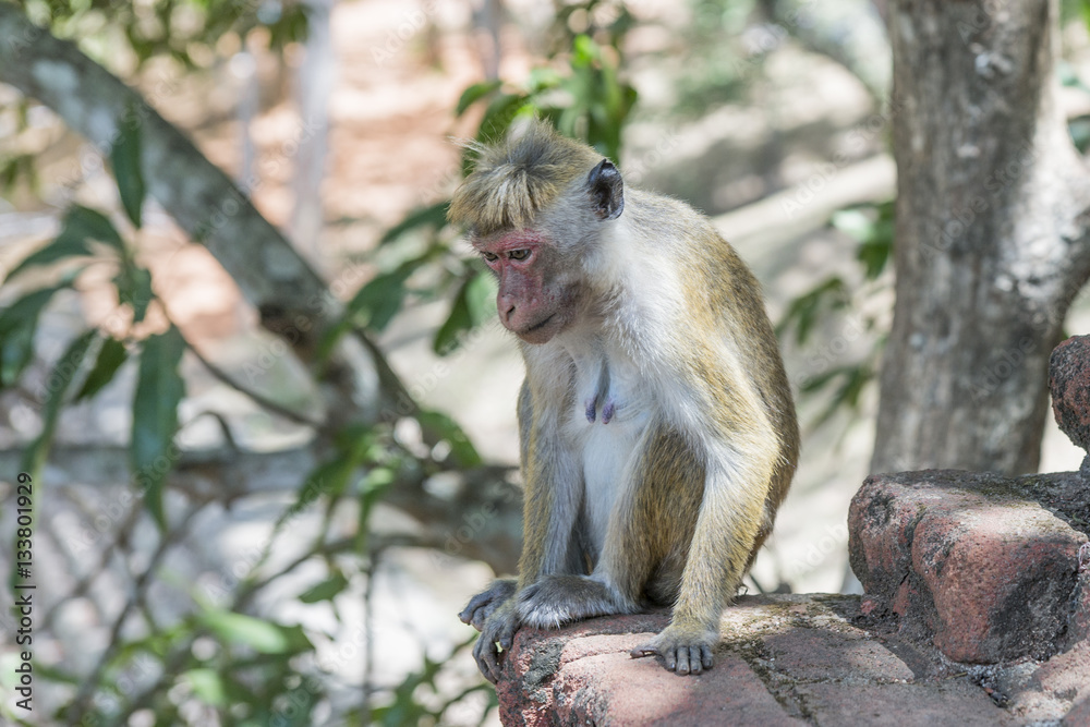 Ceylon Hutaffe (female) am Löwenfelsen Sigiriya