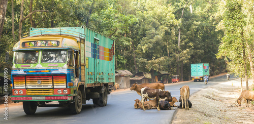 Strassenszene Sri Lanka mit Kühen photo