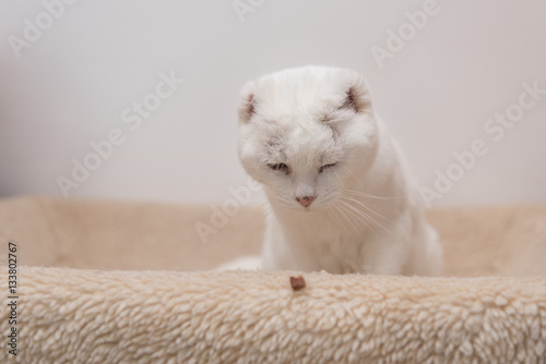 niedliche weiße invalide Katze sitzt im Körbchen und fixiert Futter