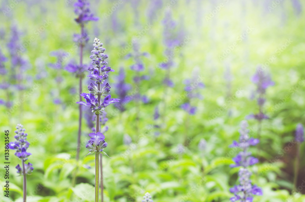 Obraz premium lavender flower in lavender fields