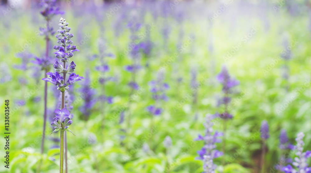 Obraz premium lavender flower in lavender fields
