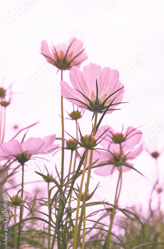 beautiful cosmos in the park with purple tone.