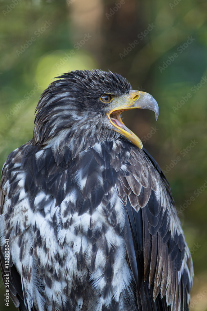 Naklejka premium Junger Weißkopfseeadler