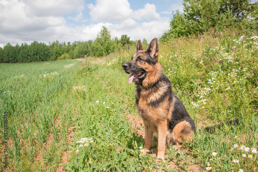 Dog german shepherd and grass around in a summer Dog german shepherd and grass around in a summer