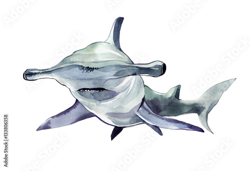 Watercolor hammerhead shark. Illustration isolated on white background. For design, prints, background, t-shirt photo
