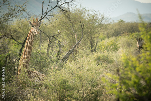 Giraffe peeking from behind bush  Madikwe Game Preserve  South Africa