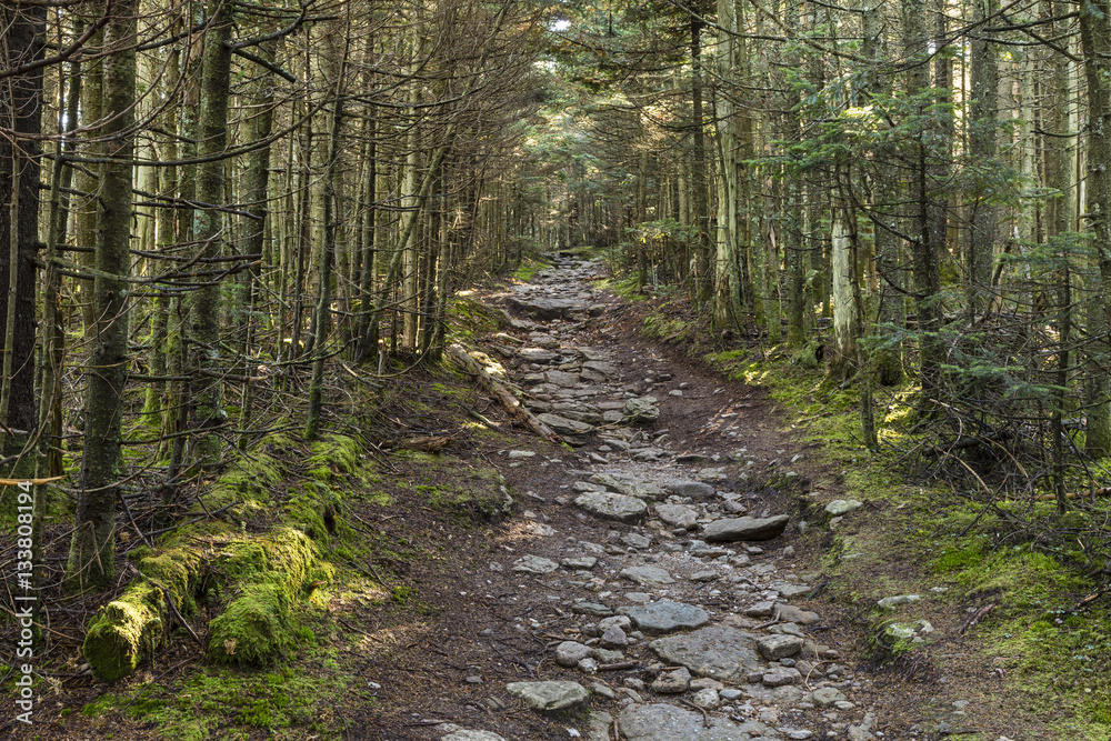 Obraz premium Shady Path to Slide Mountain